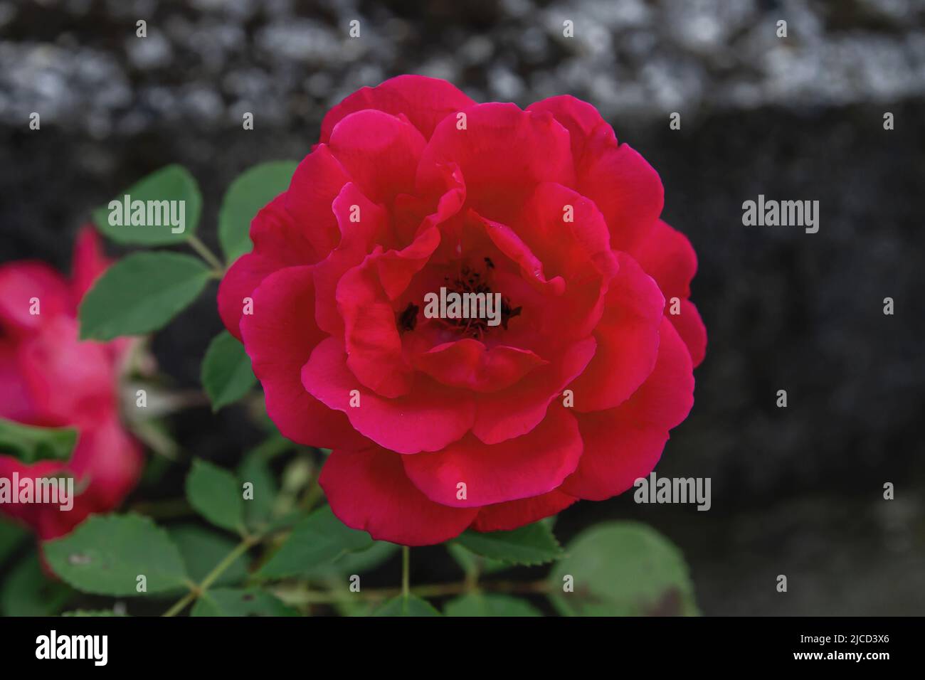 Apothecary Rose (Rosa Gallica) crimson red colored flower Stock Photo
