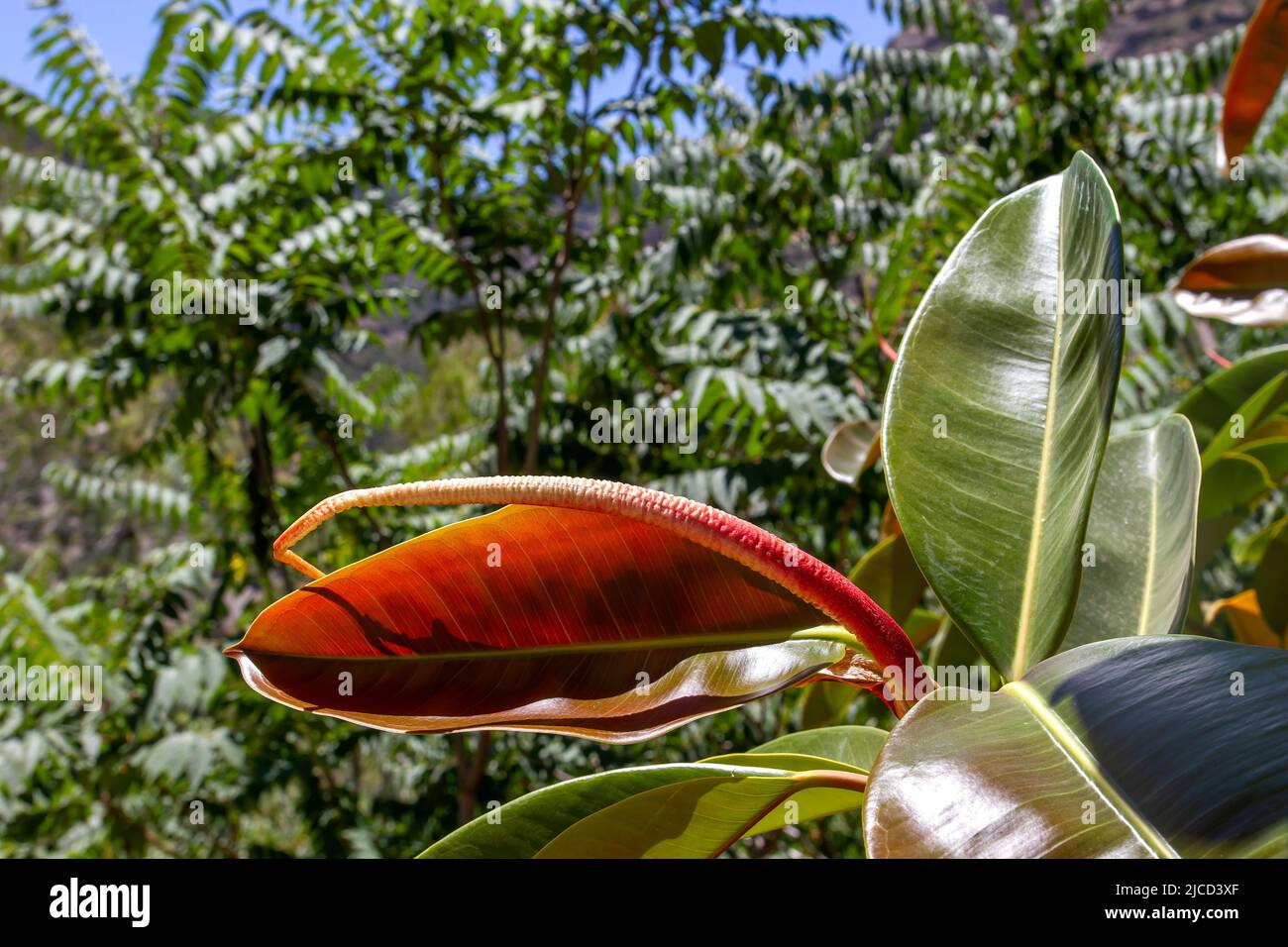 Indian rubber tree (Fiscus elastica) Stock Photo