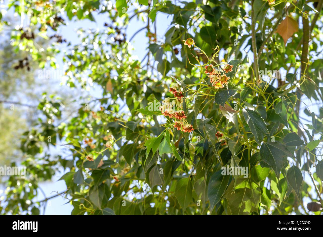 Kurrajong or bottle tree (Brachychiton populneus) green foliage and blooming flowers Stock Photo