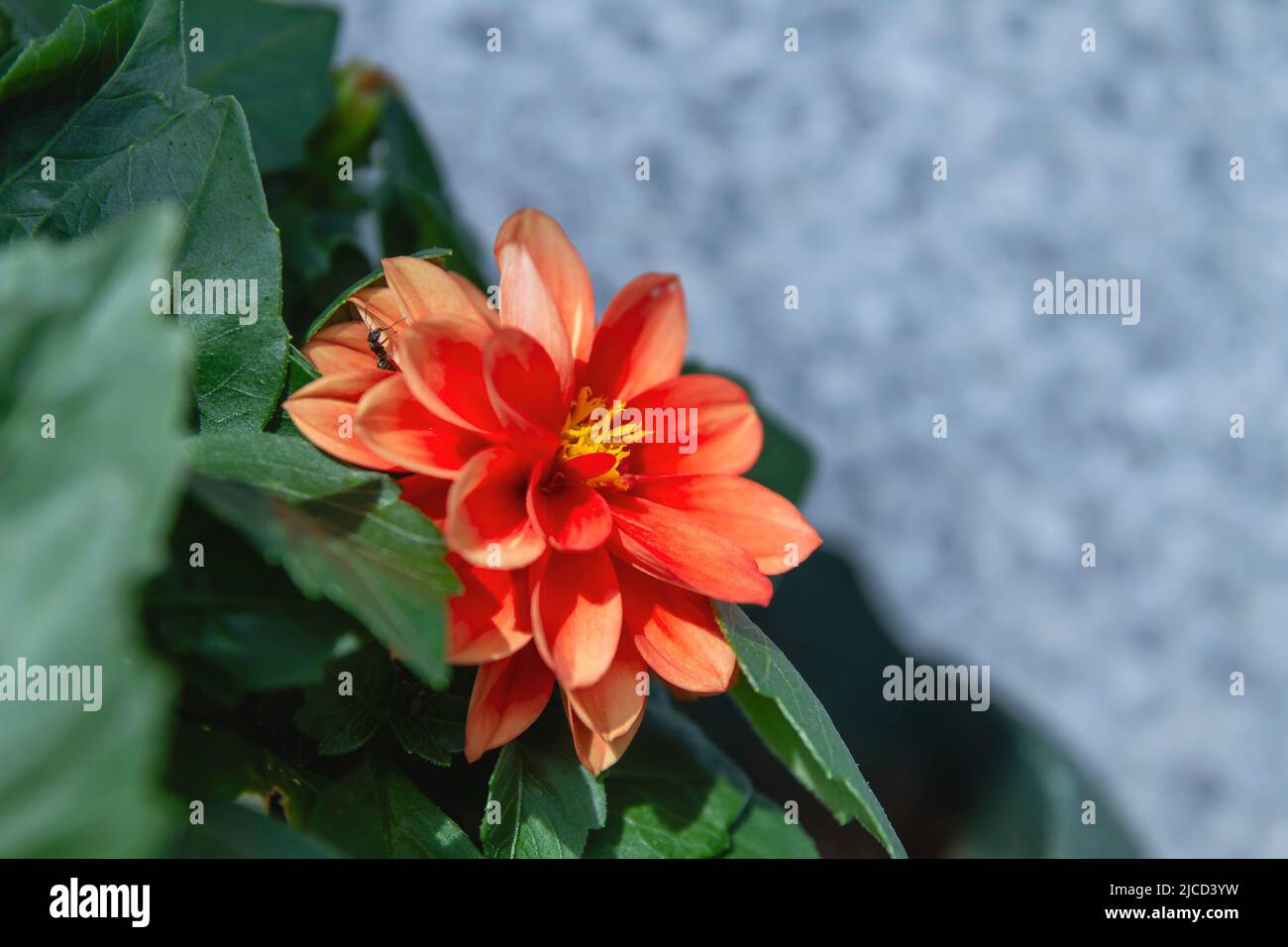 Dahlia pinnata (garden dahlia) red flower close up Stock Photo