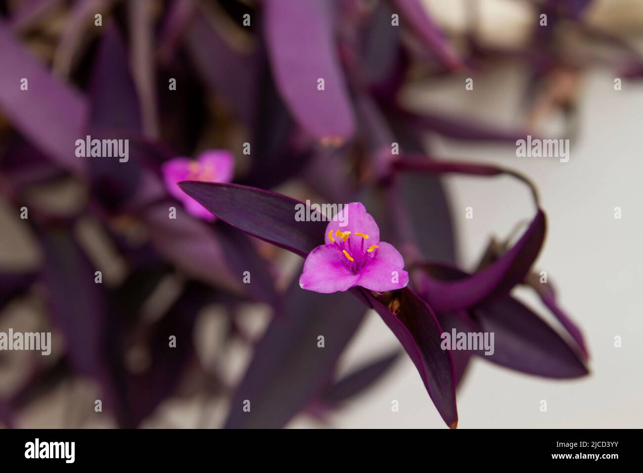 Tradescantia pallida (Purple heart) blooming flower close up Stock Photo
