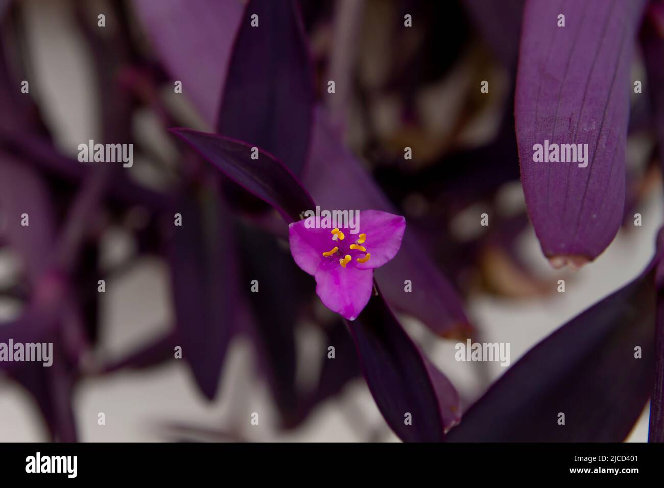 Tradescantia pallida (Purple heart) blooming flower close up Stock Photo