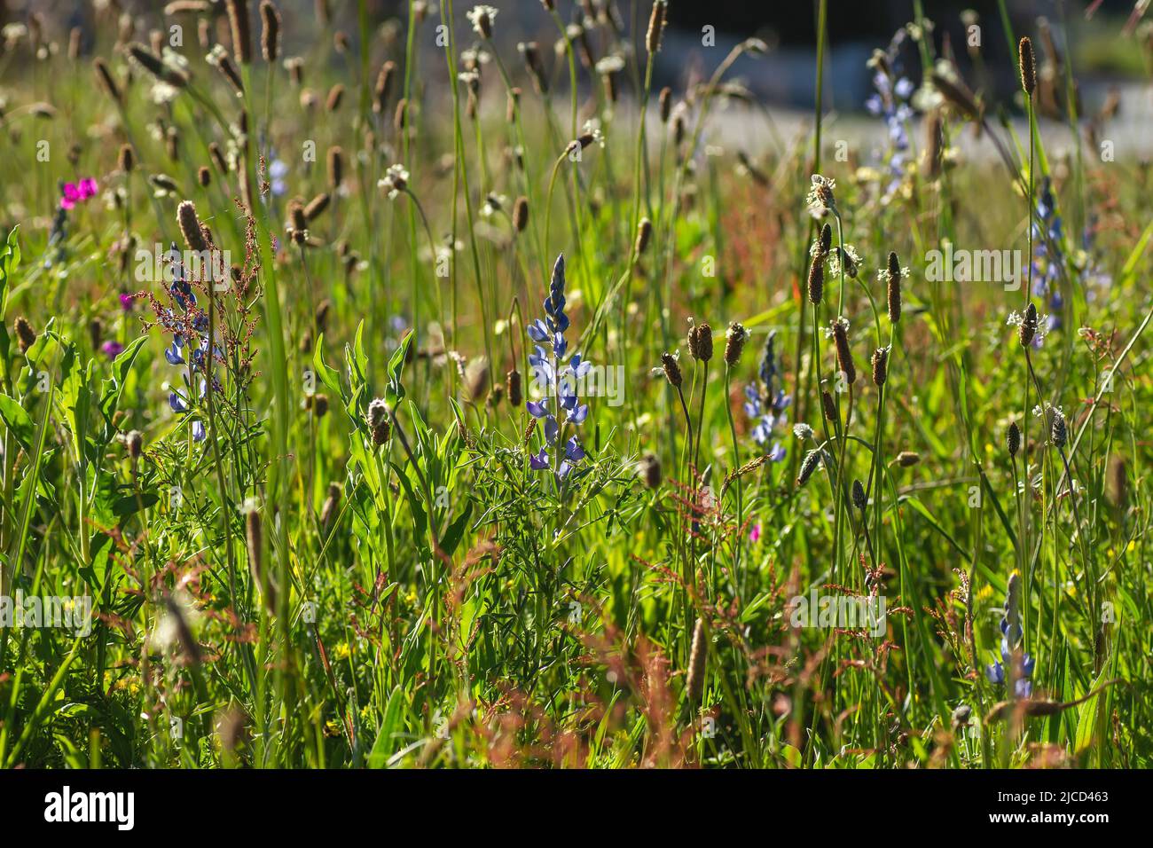 Wild springtime flowers, blue lupin and broadleaf plantain Stock Photo