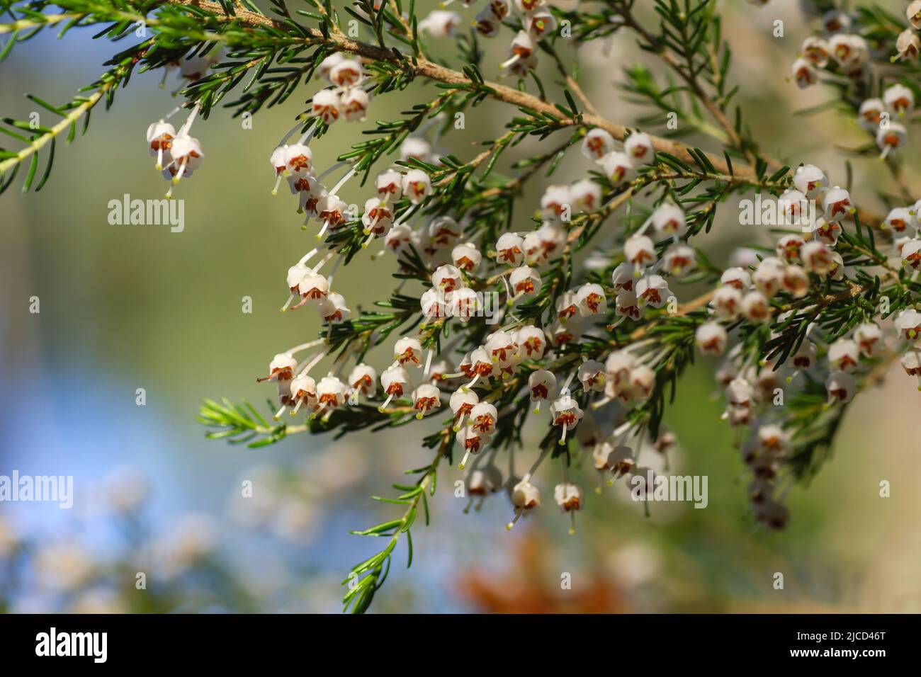 Detail of erica arborea otr tree heath white flowers blooming Stock Photo