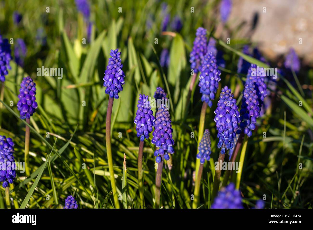 Grape hyacinth (Muscari neglectum) blue violet urn-shaped flowers Stock Photo