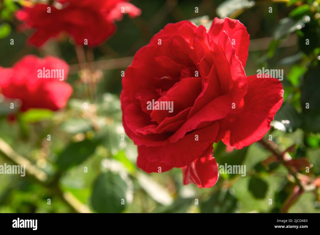 Apothecary Rose (Rosa Gallica) crimson red colored flower Stock Photo