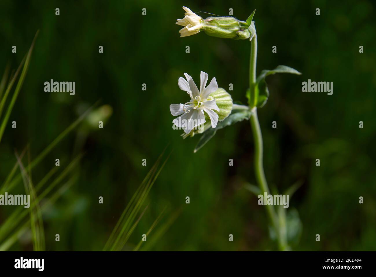Silene dichotoma (forked catchfly) white flowers Stock Photo