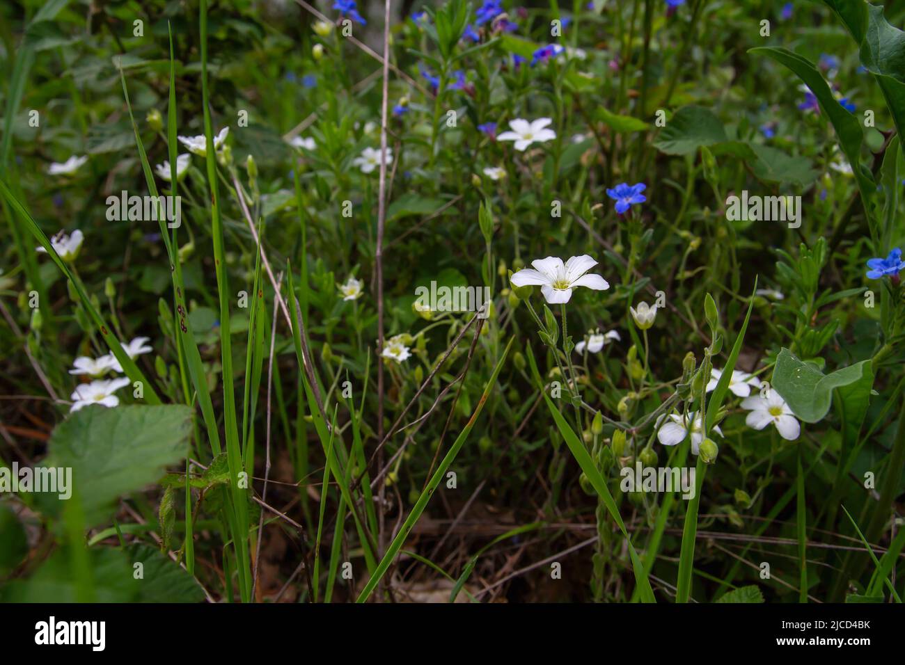 Mountain sandwort (Arenaria montana) white flowers Stock Photo