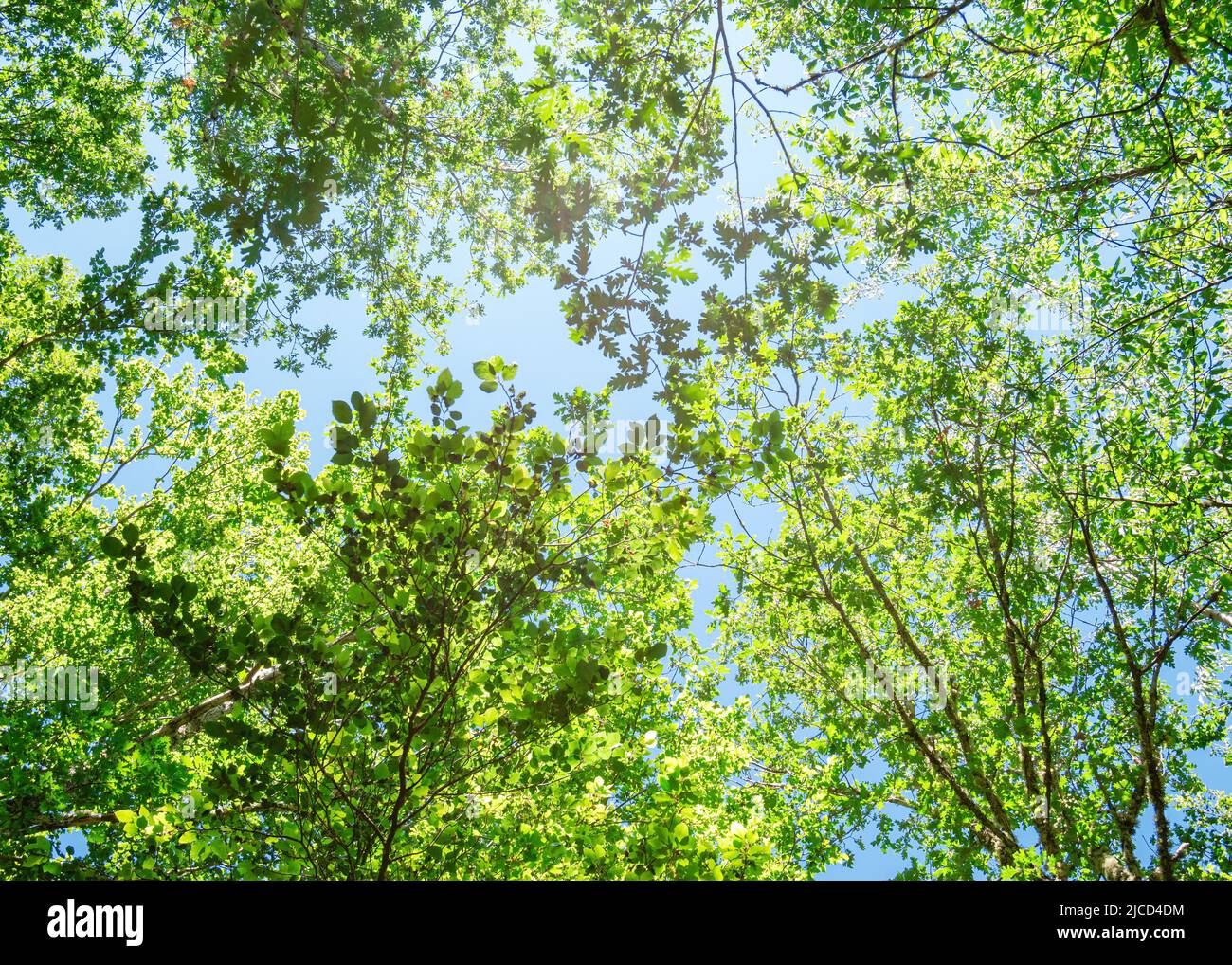 Spring branch with leaves against blue sky Stock Photo