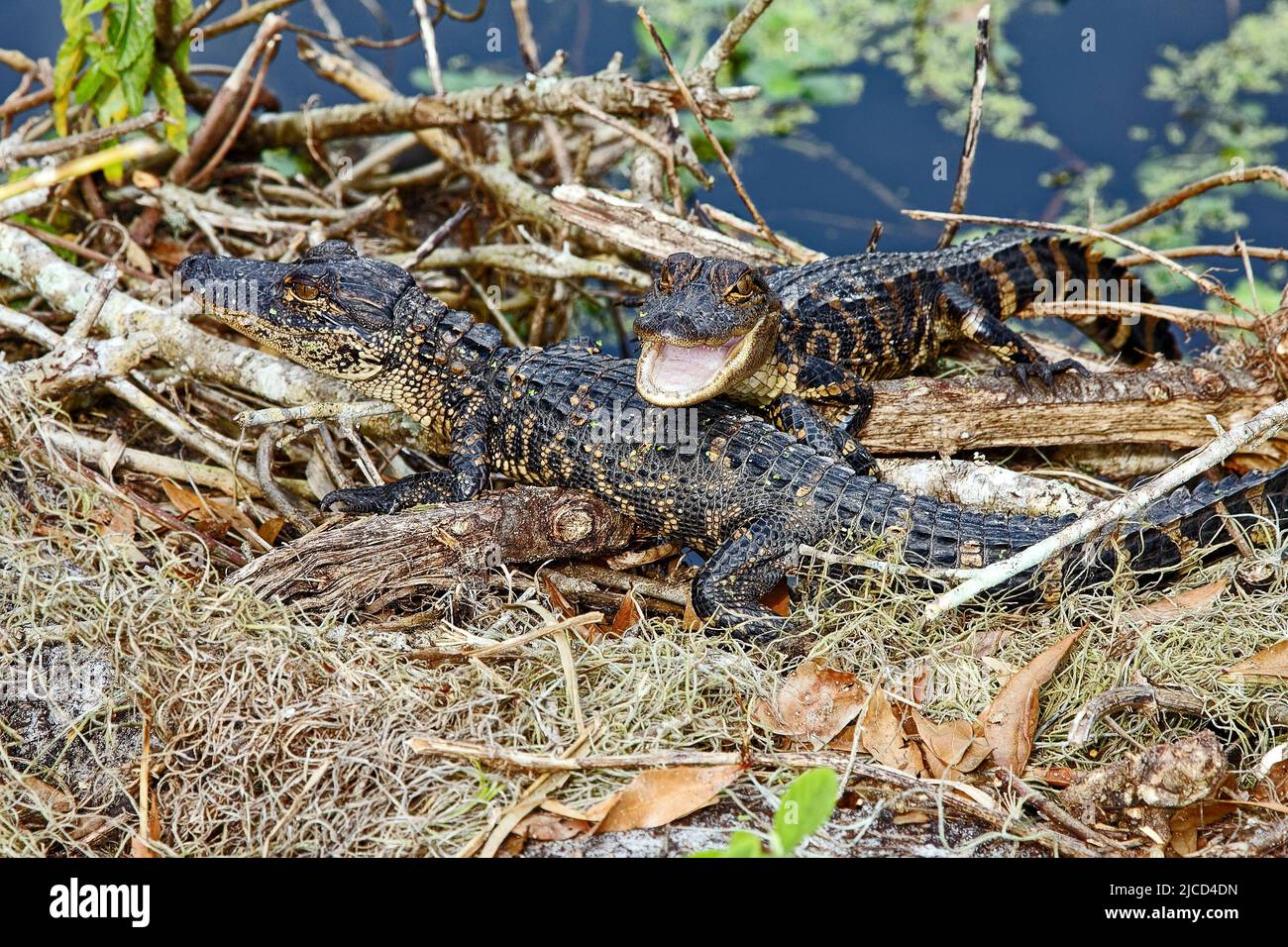 2 American alligators; young, spots, mouth open, small sharp teeth, rough skin, resting, nature; wildlife; close-up, animal, Alligator mississippiensi Stock Photo