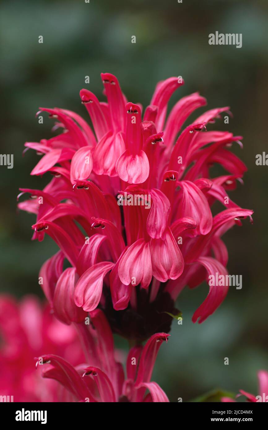 Brazilian plume flower (Justicia carnea) Stock Photo