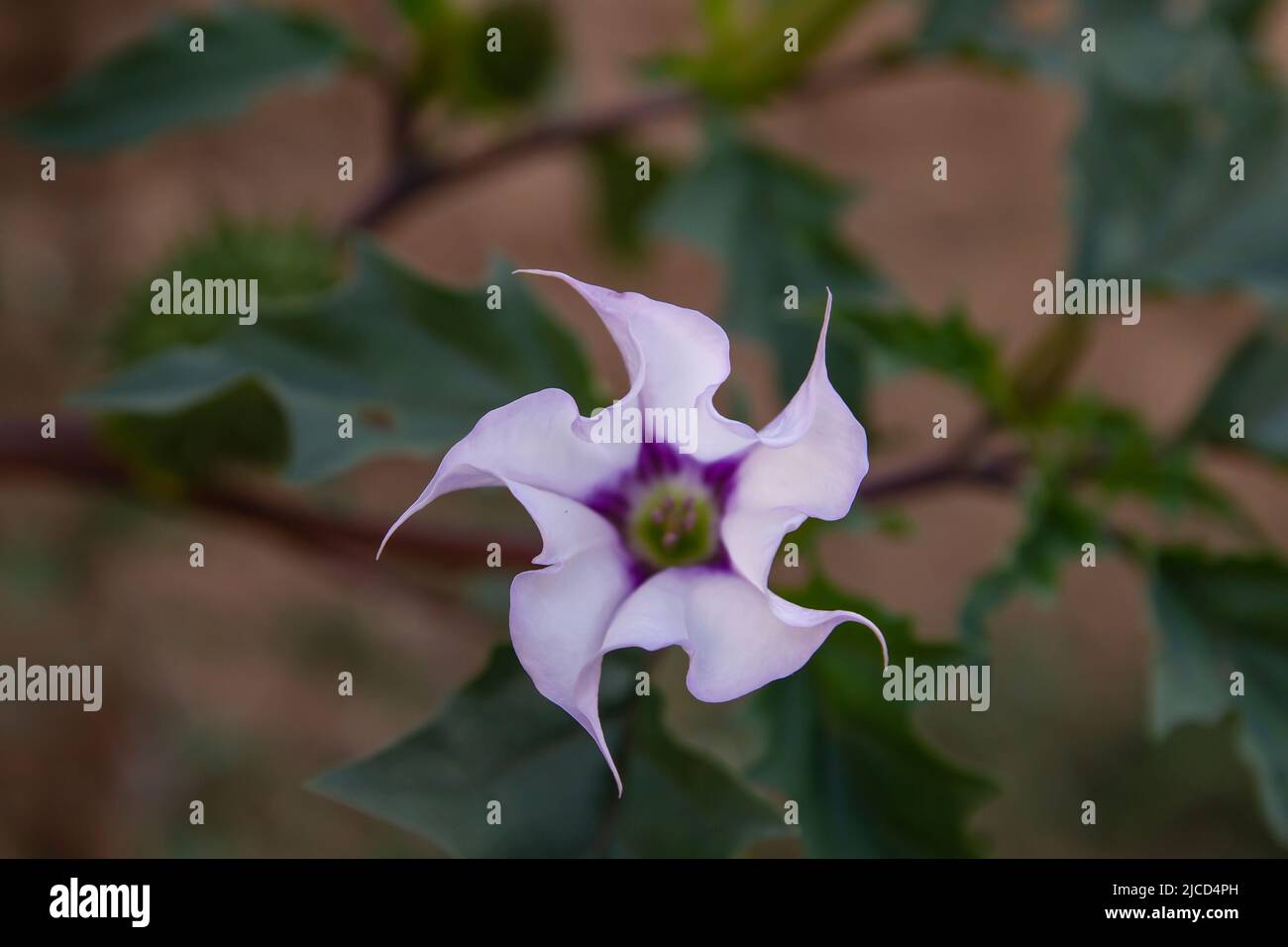 Nightshade (Datura stramonium) purplish trumpet-shaped flower Stock Photo