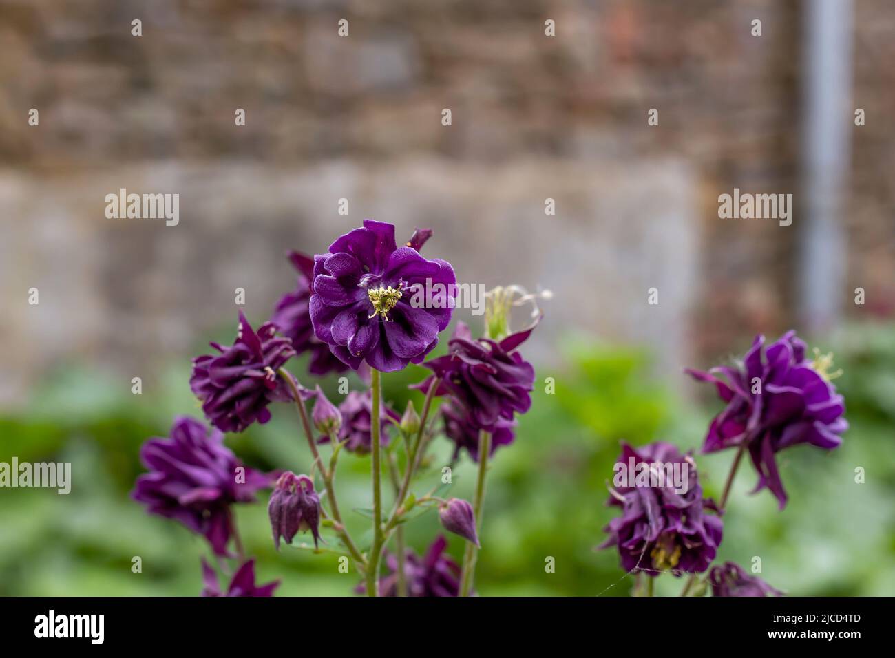Granny's bonnet (Aquilegia) purple flowers Stock Photo