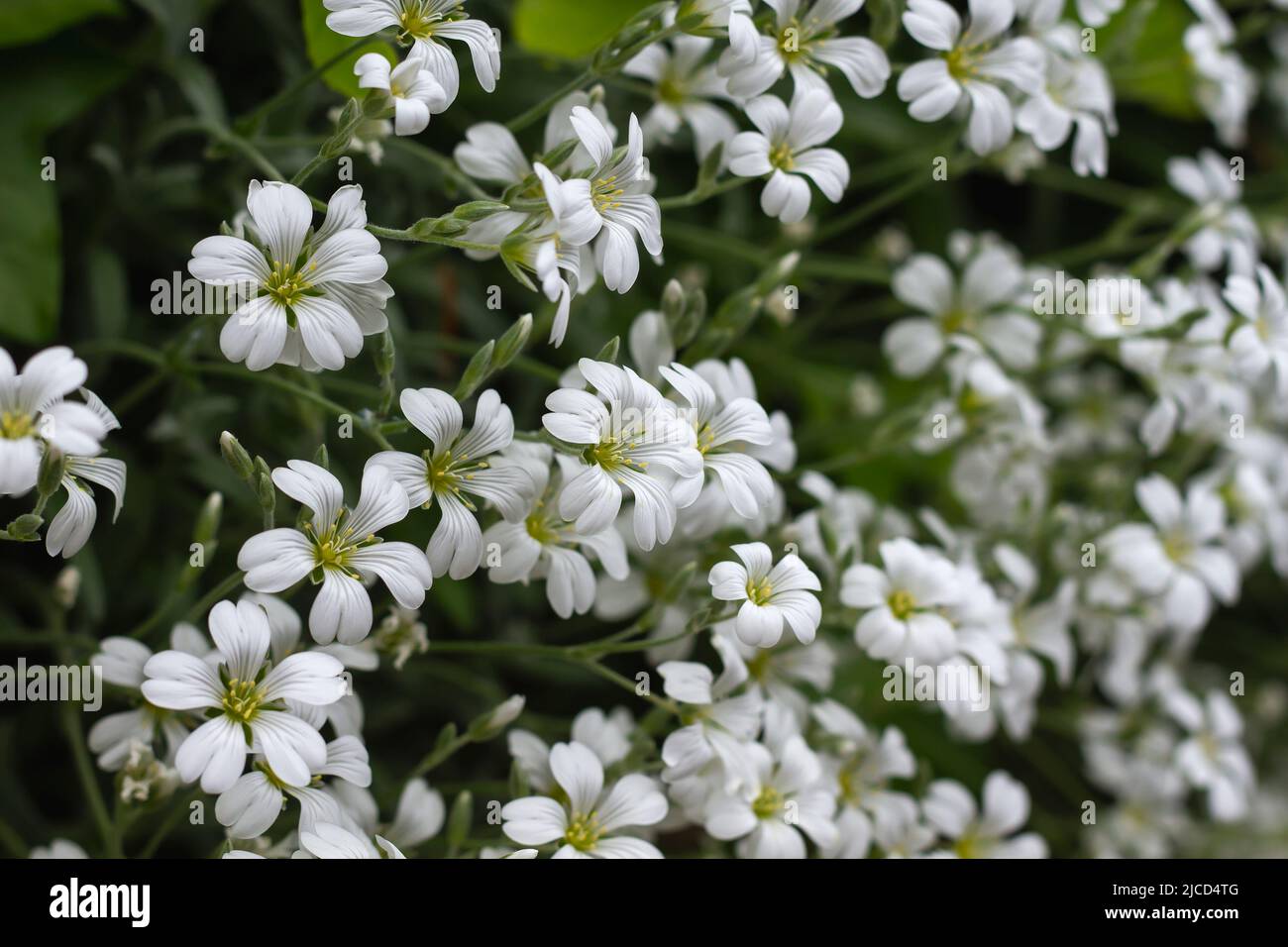 Cerastium tomentosum (snow-in-summer) white flowers close up Stock Photo