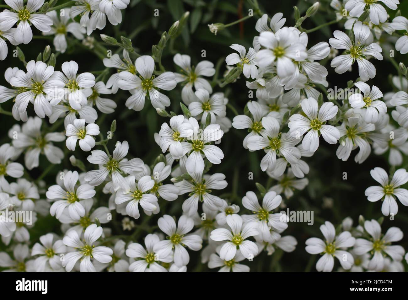 Cerastium tomentosum (snow in summer) ground cover plant white flowers Stock Photo