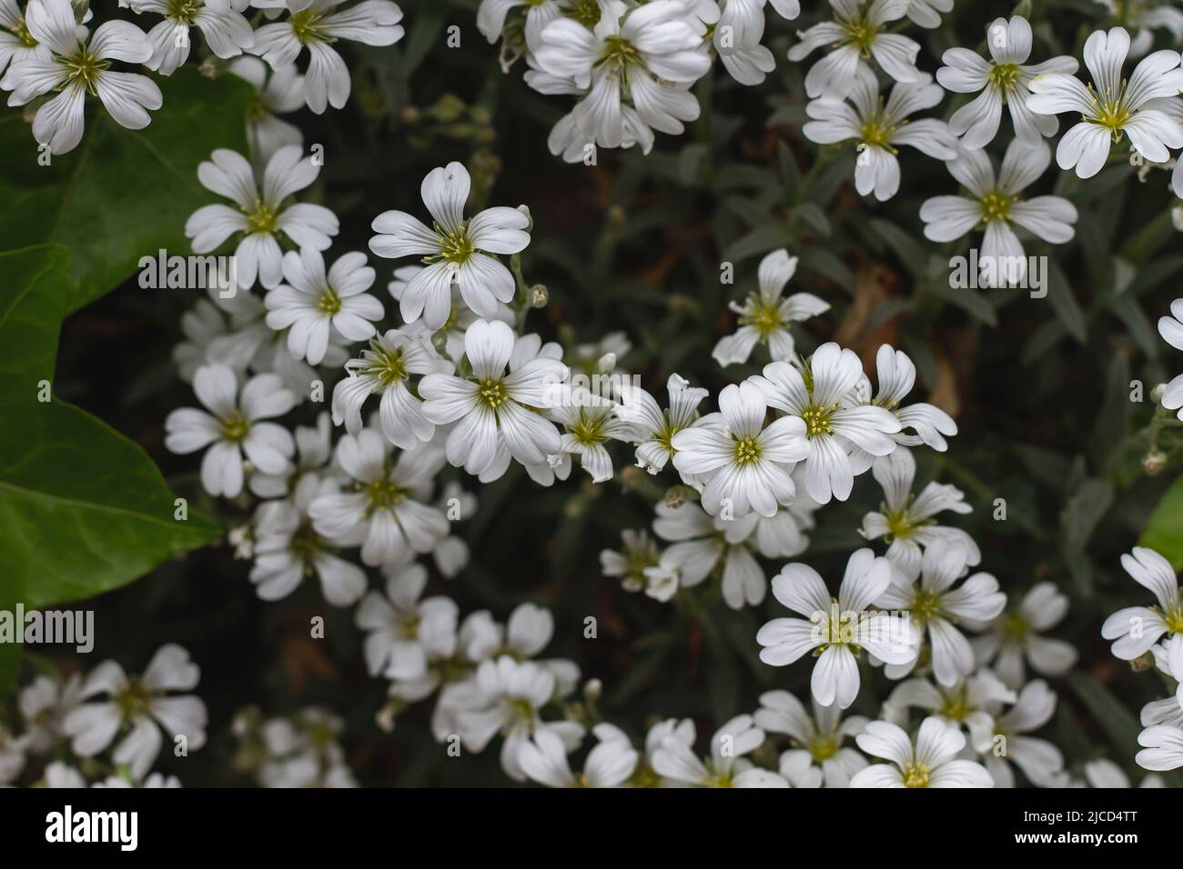 Cerastium tomentosum (snow in summer) ground cover plant white flowers Stock Photo