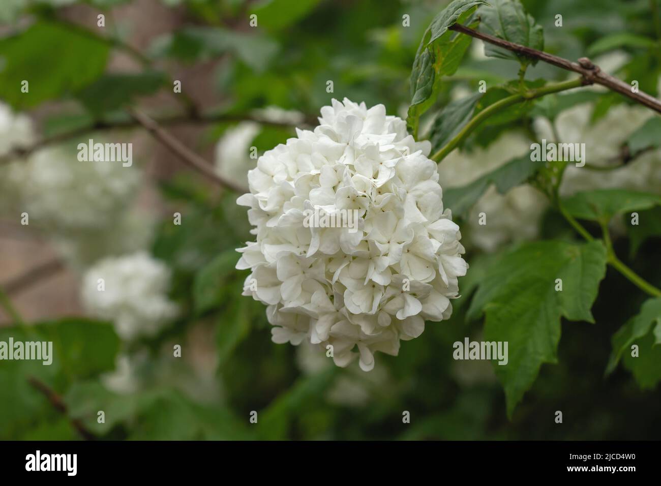 Guelder rose snowball tree (Viburnum opulus) white flowers Stock Photo Alamy