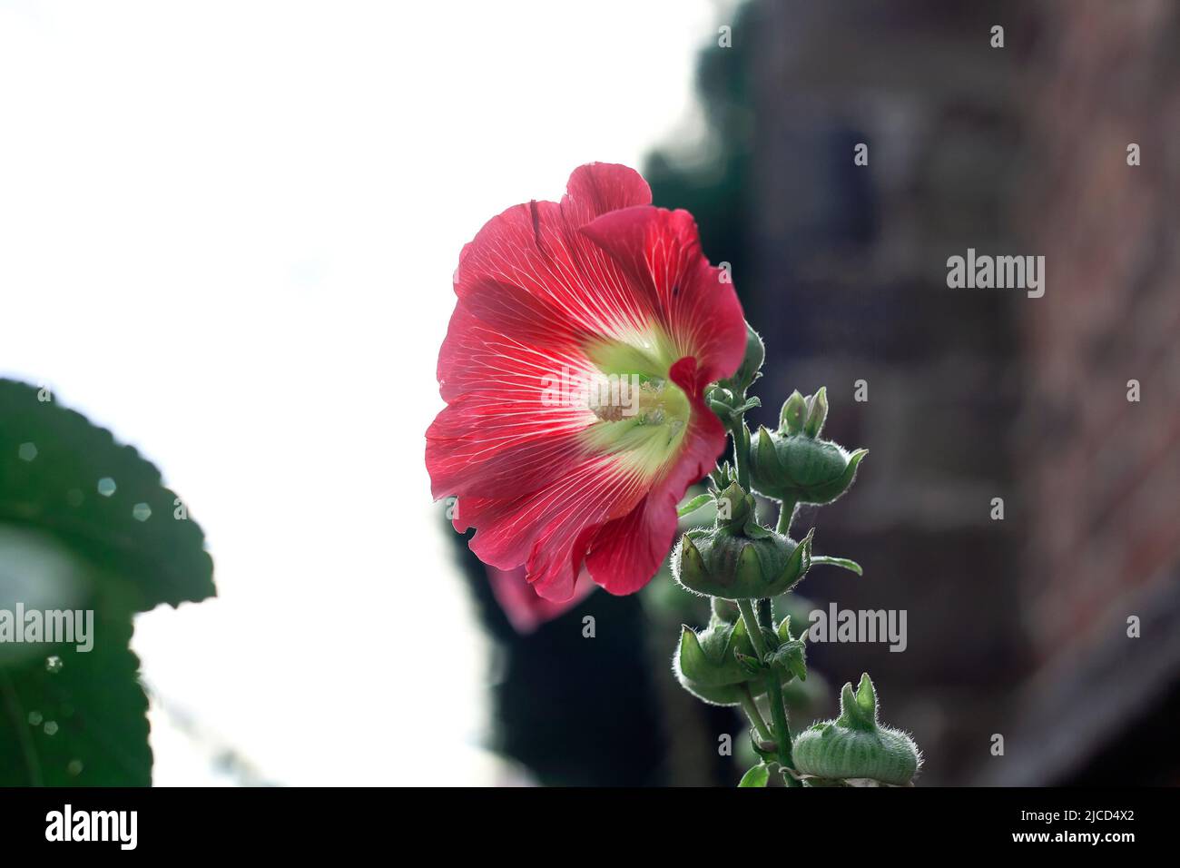 Chinese hollyhock hi-res stock photography and images - Alamy