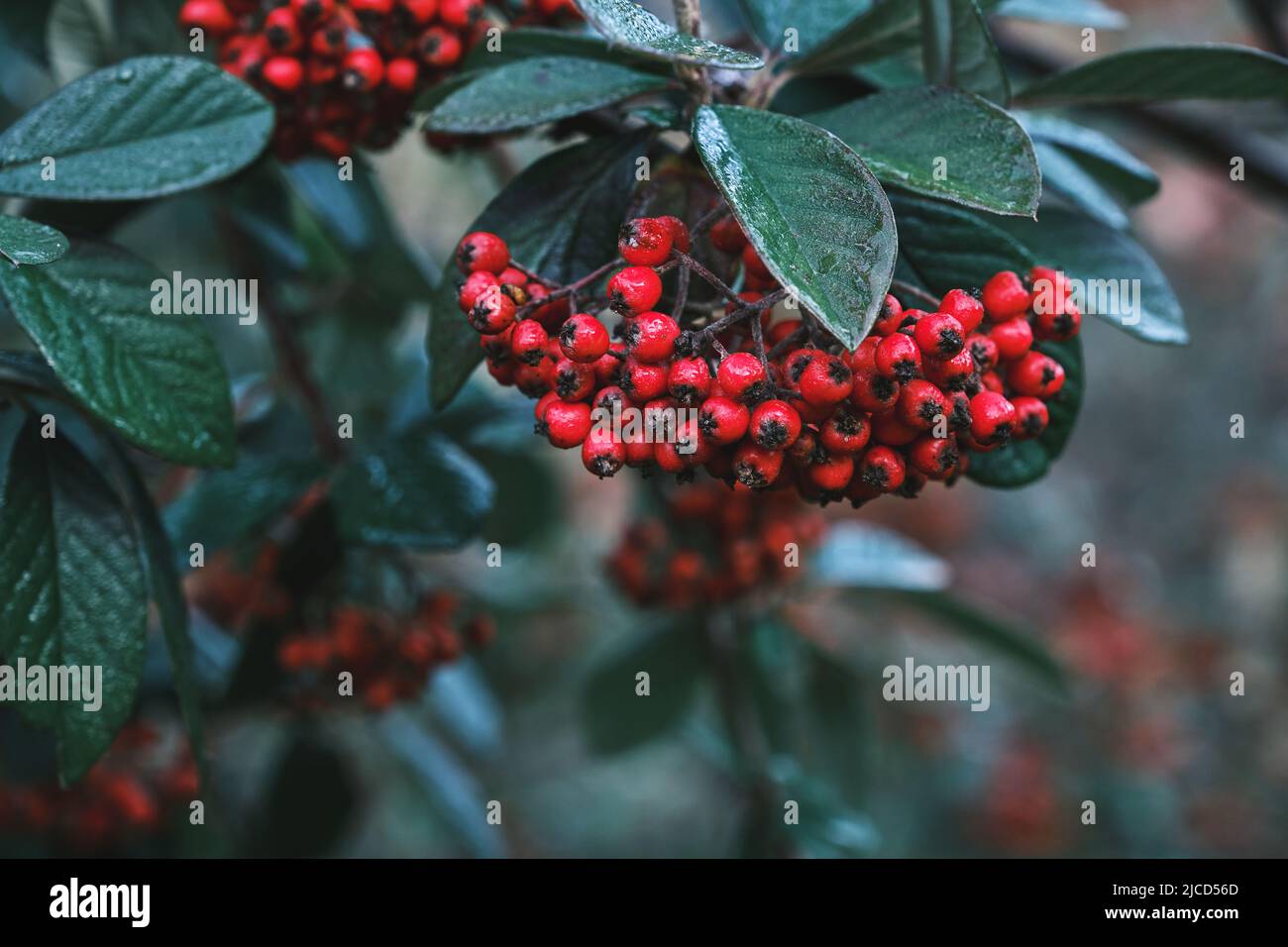 Cotoneaster coriaceus ornamental plant with red fruits and dark green foliage Stock Photo