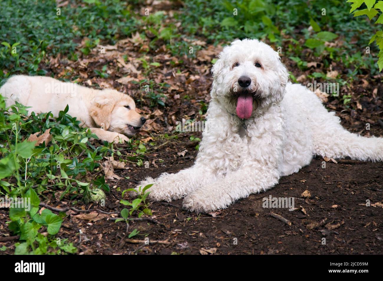 Golden Retriever Poodle mix dog, white fur, large, Golden Retriever puppy, beige, pets, cute, animal, canine Stock Photo