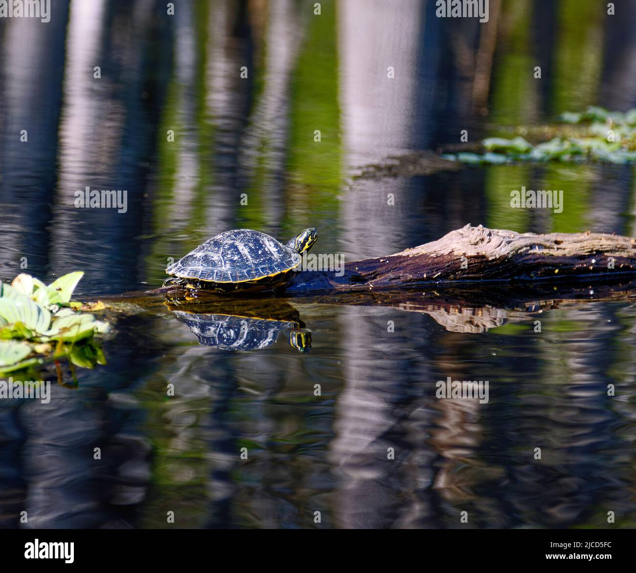 turtle, sunning on log, marine wildlife, animal, toothless reptile