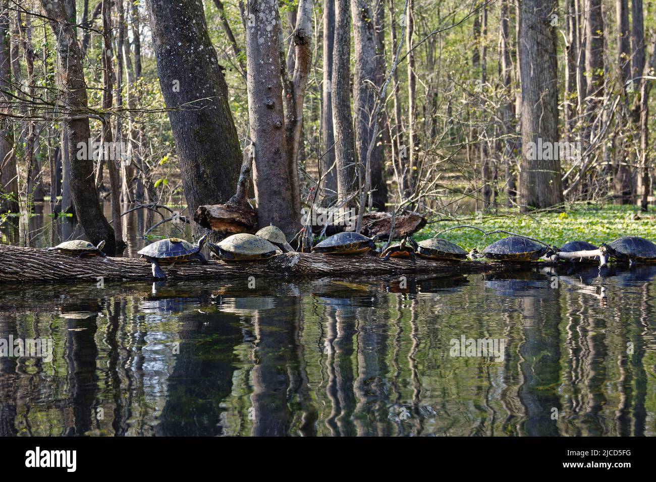 10 turtles, resting on log, marine wildlife, animal, toothless reptile, water, nature, woods, Testudines, Ichetucknee Springs State Park, Florida, For Stock Photo
