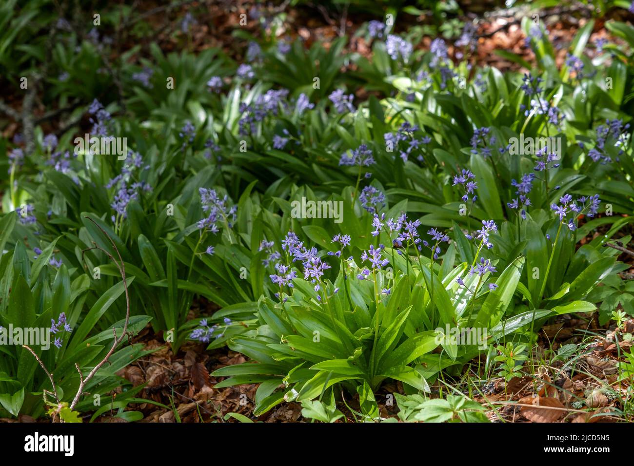 Pyrenean squill ( Scilla lilio-hyacinthus) with blooming purple flowers growing on a beech trees woodland in the north of Spain Stock Photo