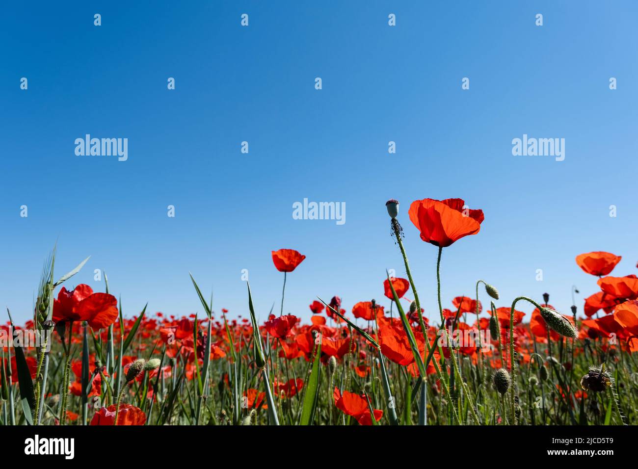 Red poppy (Papaver rhoeas) wild flowers blooming in the springtime ...