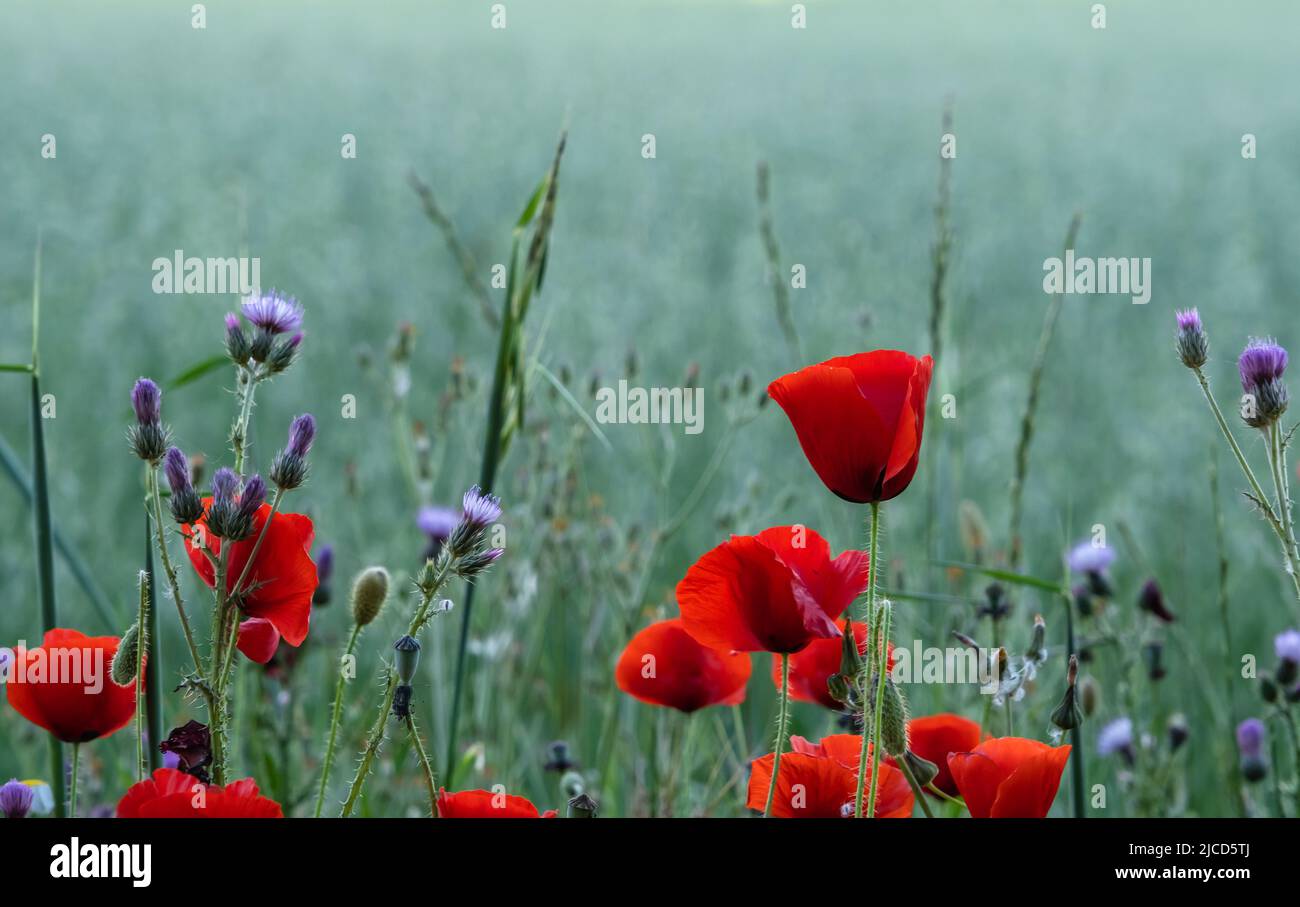 Red poppy (Papaver rhoeas) and Italian plumeless thistle (Carduus pycnocephalus) wild flowers blooming in the springtime fields Stock Photo