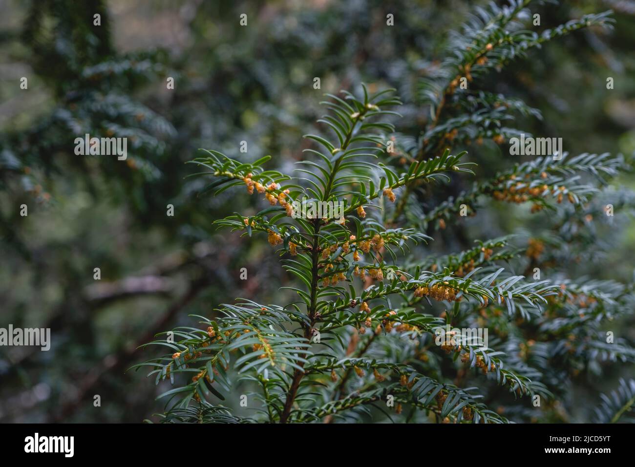 European yew (Taxus Baccata) dark green foliage and male flowers Stock Photo