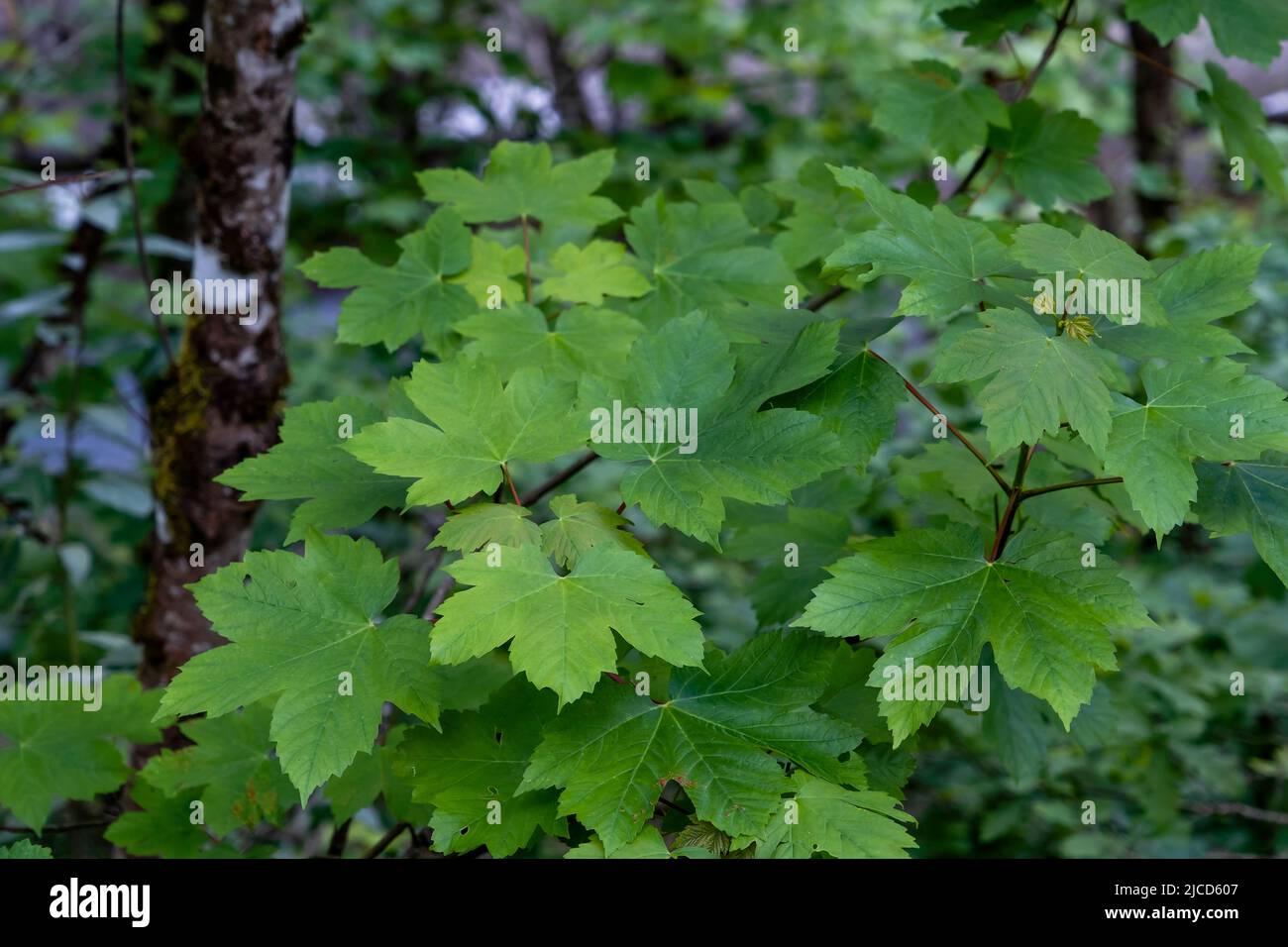 Sycamore maple (Acer pseudoplatanus) broad-leaved tree fresh green springtime new foliage Stock Photo