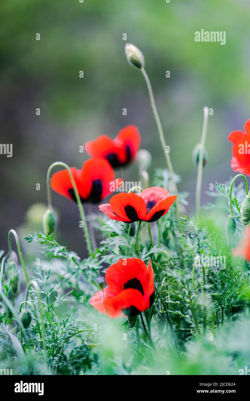 Close up of red poppy flowers blooming in the meadow Stock Photo - Alamy