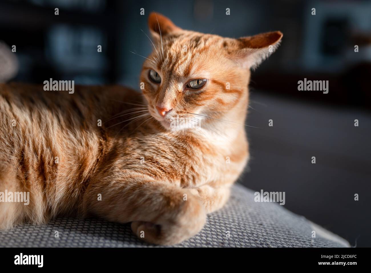 brown tabby cat with green eyes lying on a sofa Stock Photo - Alamy