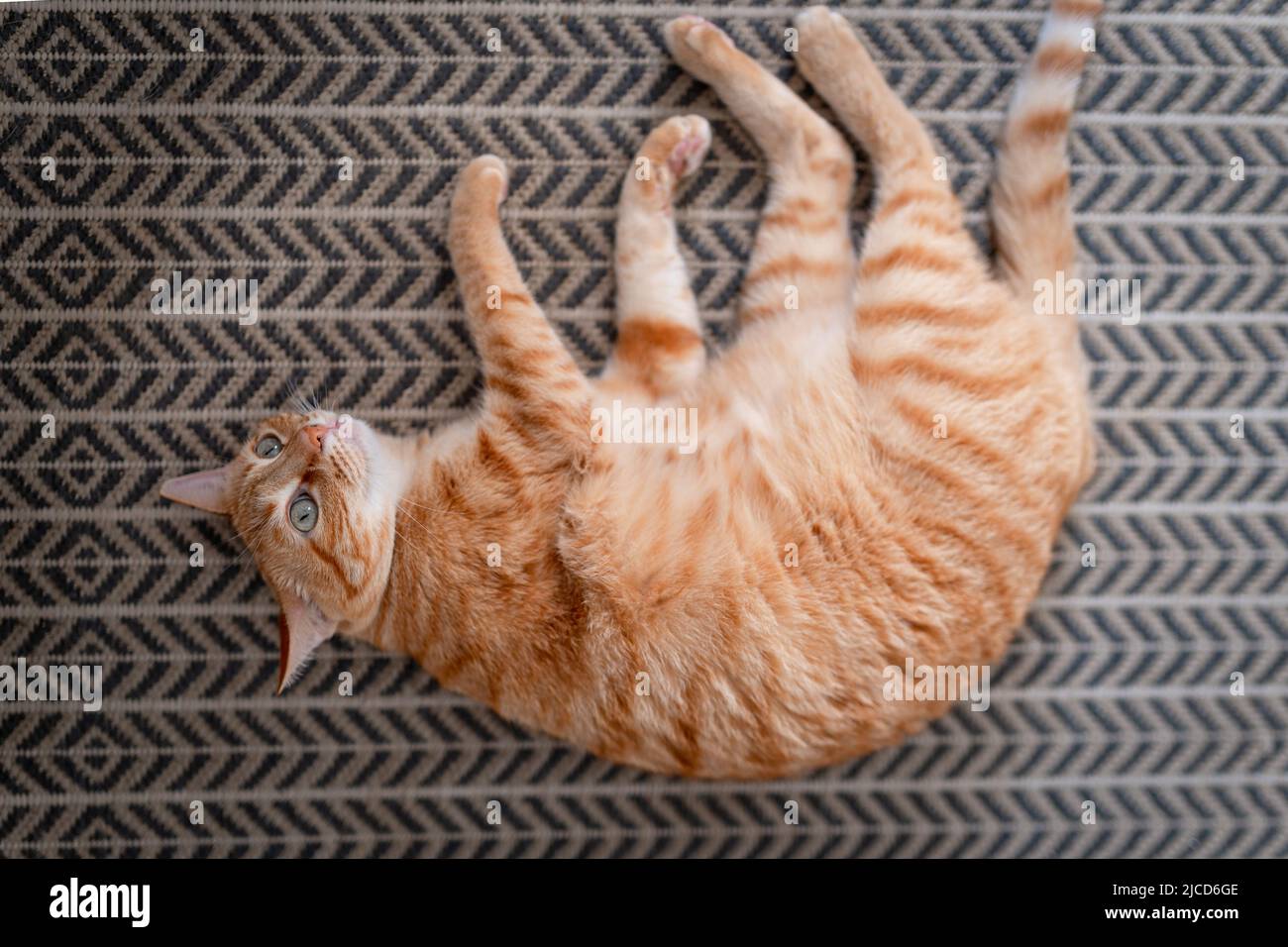 brown tabby cat with yellow eyes lying on the carpet Stock Photo - Alamy