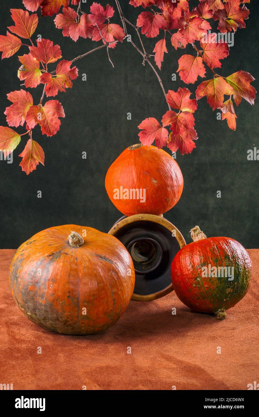 Still life with three ripe pumpkins and a branch of red viburnum Stock ...