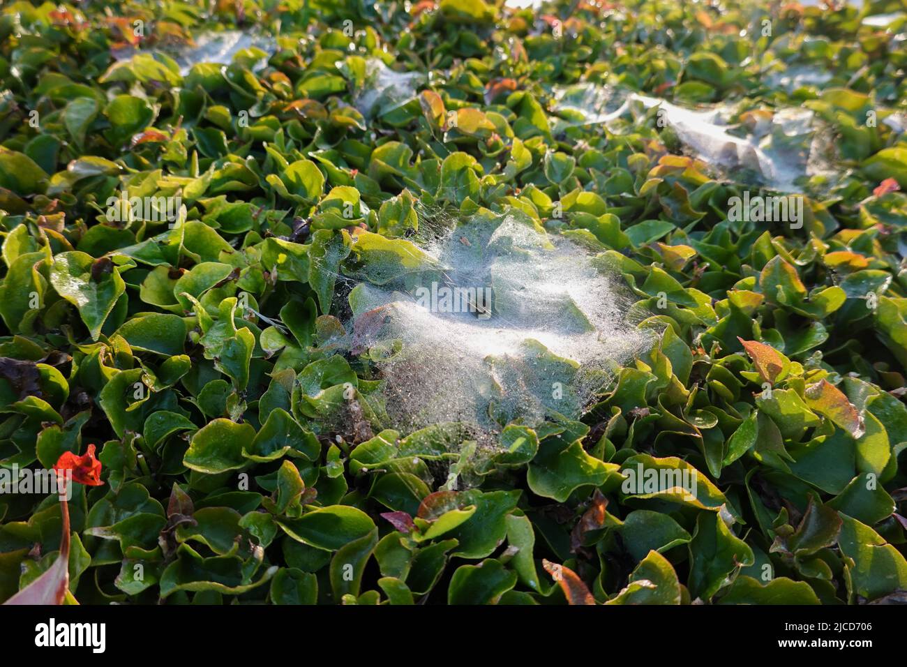 funnel web spiders web california Stock Photo