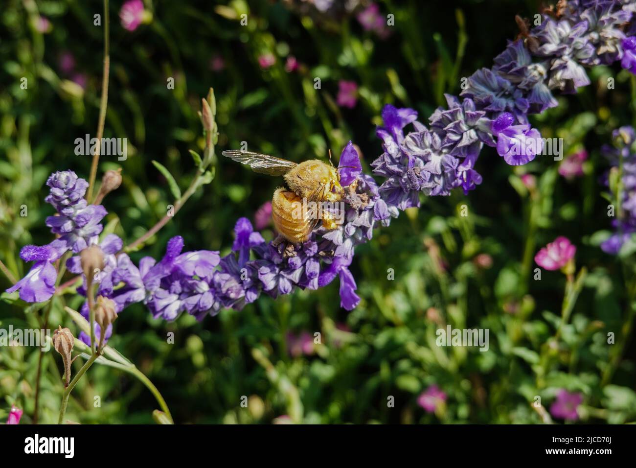 Male Valley Carpenter Bee ( Xylocopa sonorina ) also known as a Teddy Bear Bee searching for pollen on a purple  salvia flower Stock Photo