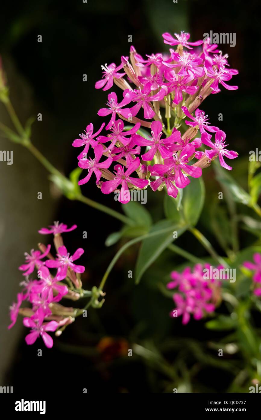 Silene armeria, commonly known as Sweet William catchfly, The family Caryophyllaceae. Growing in home garden Southern California ;USA Stock Photo