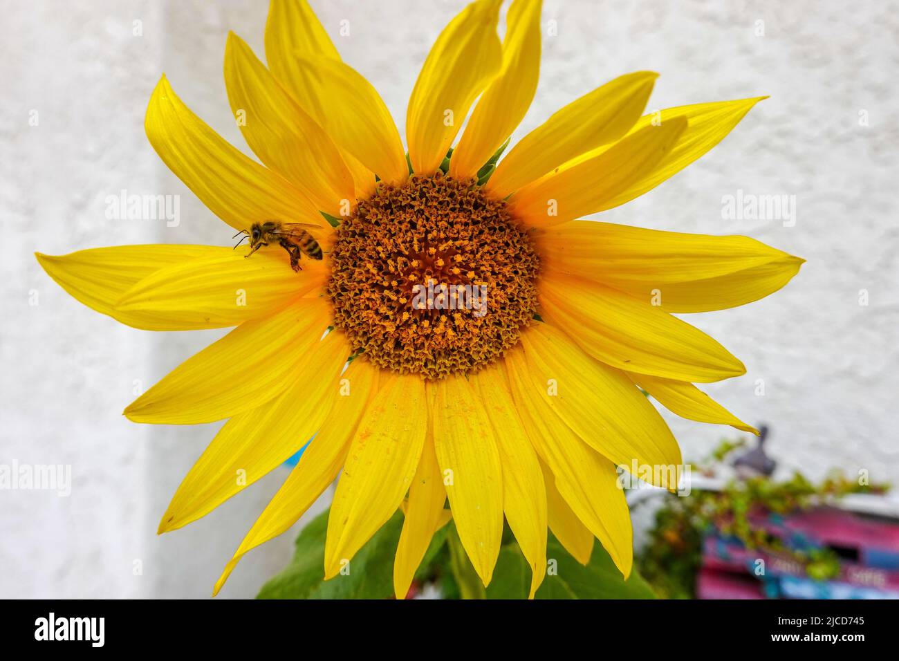 bee on Yellow Sunflower head Stock Photo