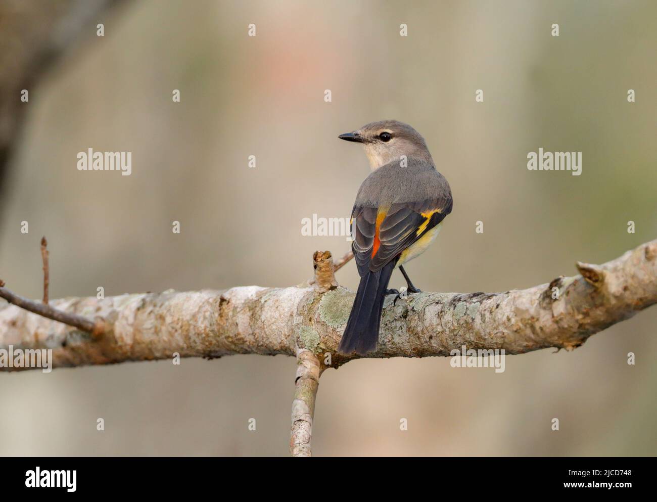 small minivet is a small passerine bird. This minivet is found in tropical southern Asia from the Indian subcontinent east to Indonesia. Stock Photo