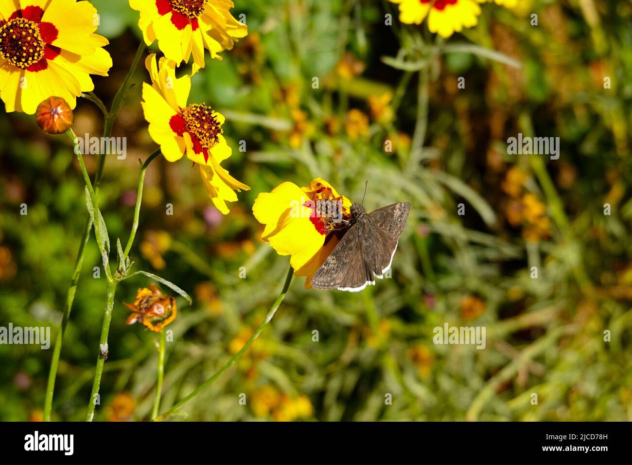 Funereal Duskywing butterfly ( Erynnis funeralis ) on Coreopsis basalis Golden Wave Coreopsis a red and yellow wildflower growing in California garden Stock Photo