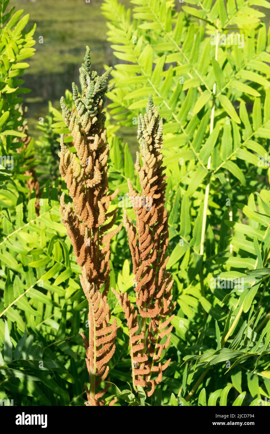 Osmunda regalis Royal Fern fronds and leaves, Spore-bearing fertile fronds Stock Photo