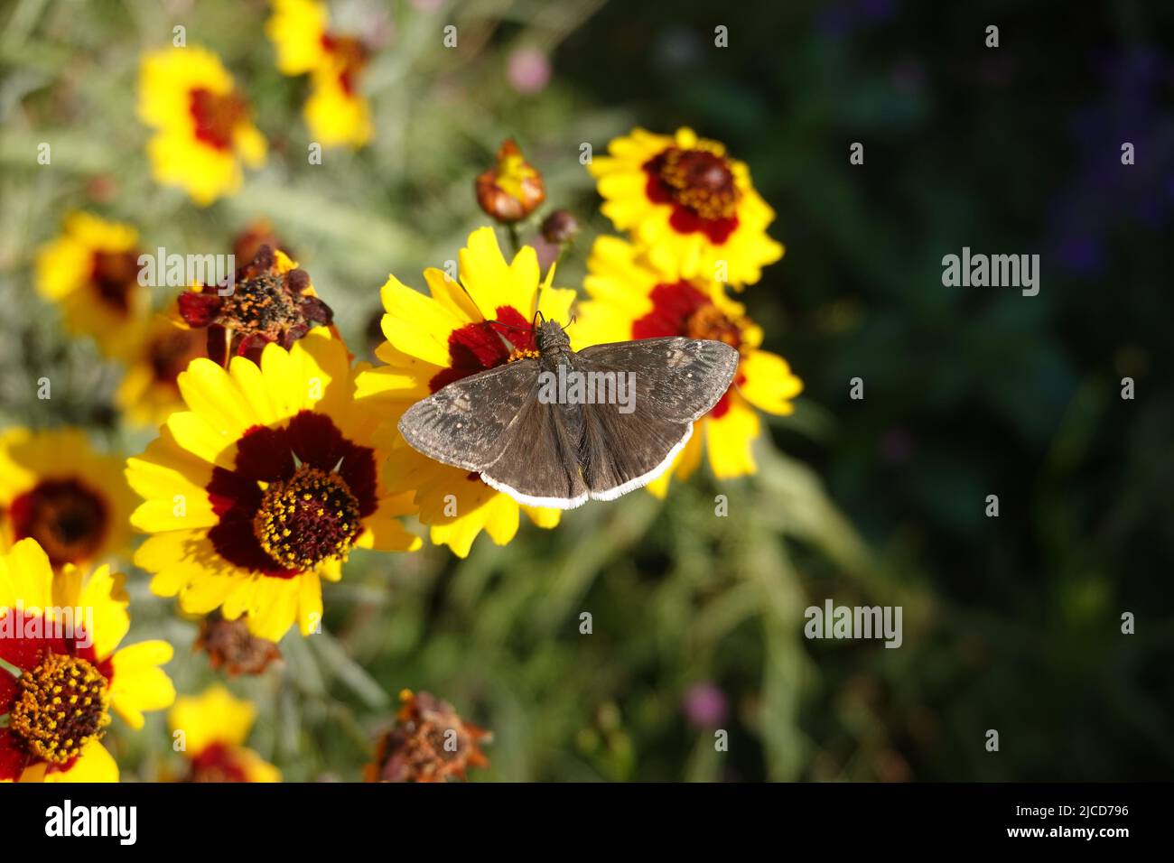 Funereal Duskywing butterfly ( Erynnis funeralis ) on Coreopsis basalis Golden Wave Coreopsis a red and yellow wildflower growing in California garden Stock Photo