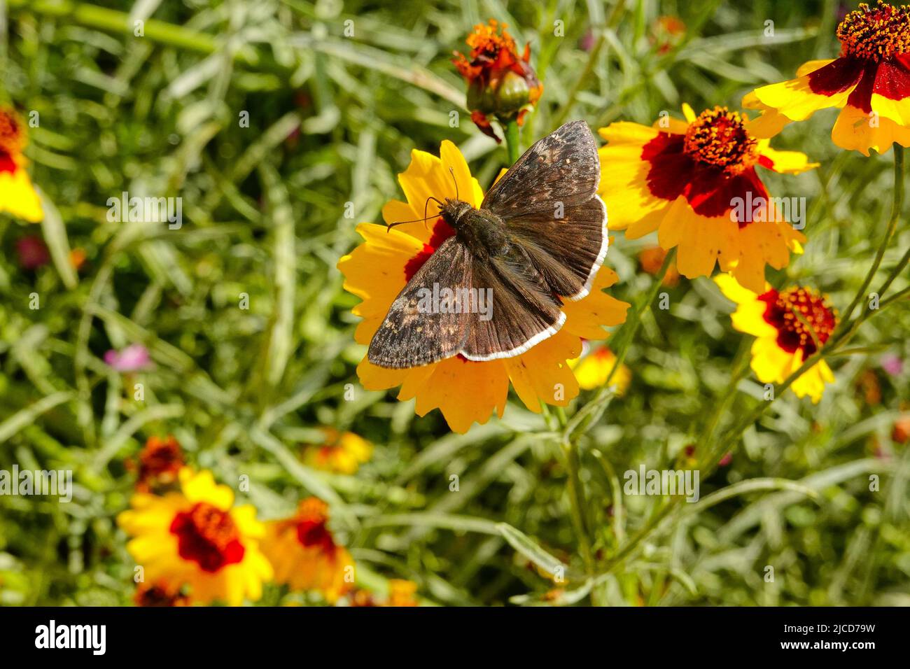 Funereal Duskywing butterfly ( Erynnis funeralis ) on Coreopsis basalis Golden Wave Coreopsis a red and yellow wildflower growing in California garden Stock Photo