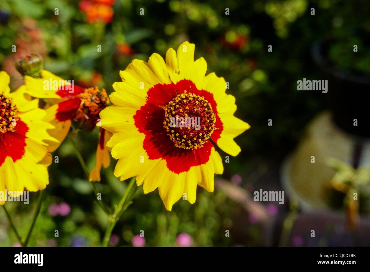 Coreopsis basalis , Golden Wave Coreopsis a red and yellow wildflower growing in California garden Stock Photo