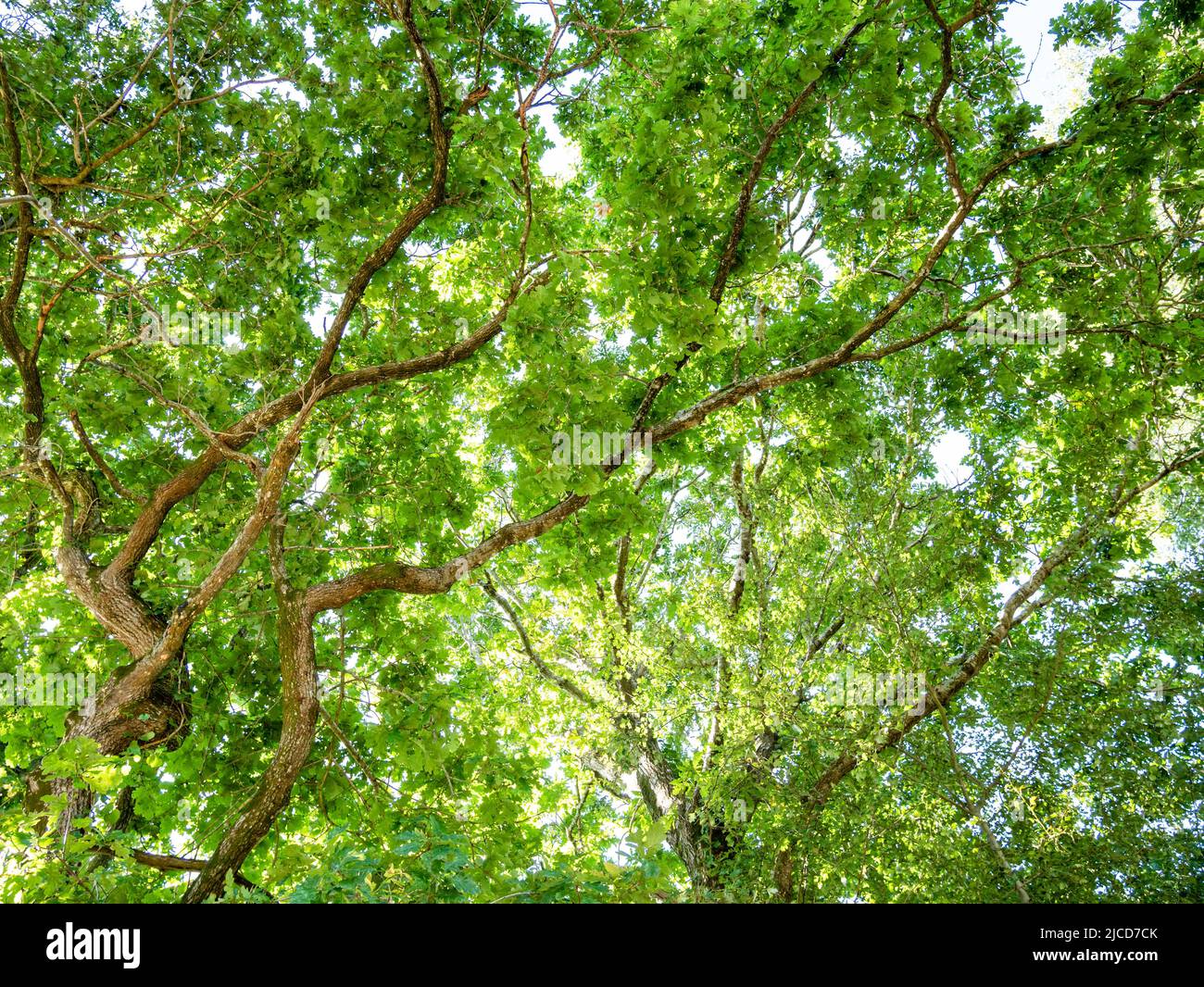 Green forest on blue sky background on a sunny day Stock Photo