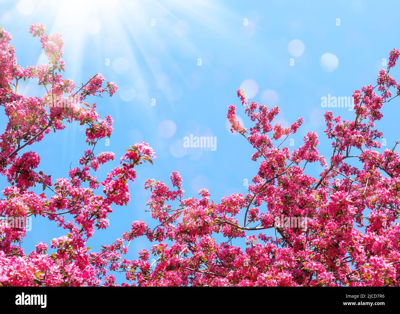 Beautiful nature scene with pink blooming tree, sun and blue sky Stock Photo