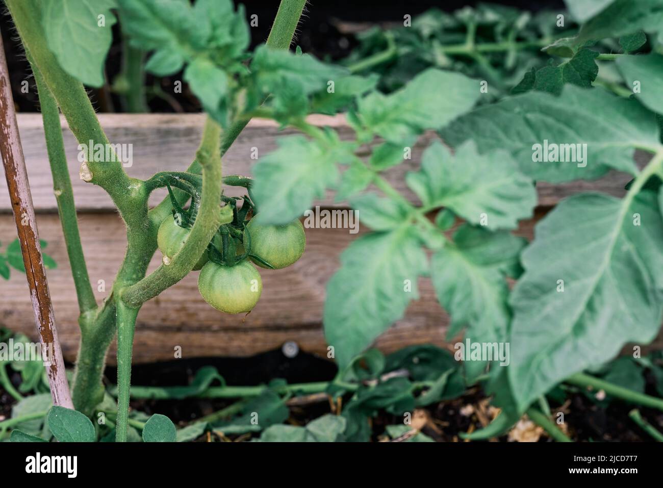 Small tomatoes growing in the pot of an urban garden Stock Photo