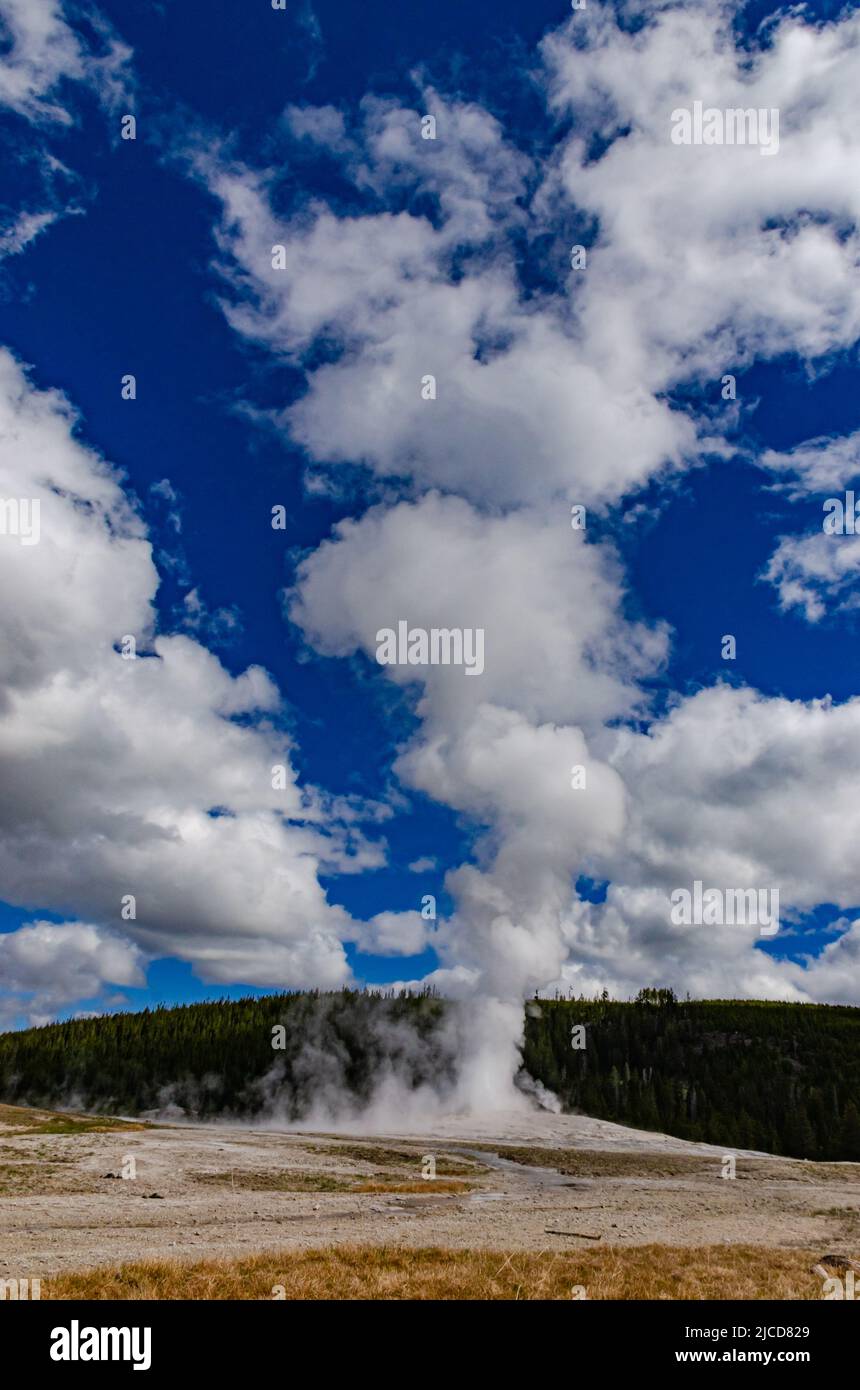 Geyser Old Faithful erupts in Yellowstone National Park in Wyoming, USA