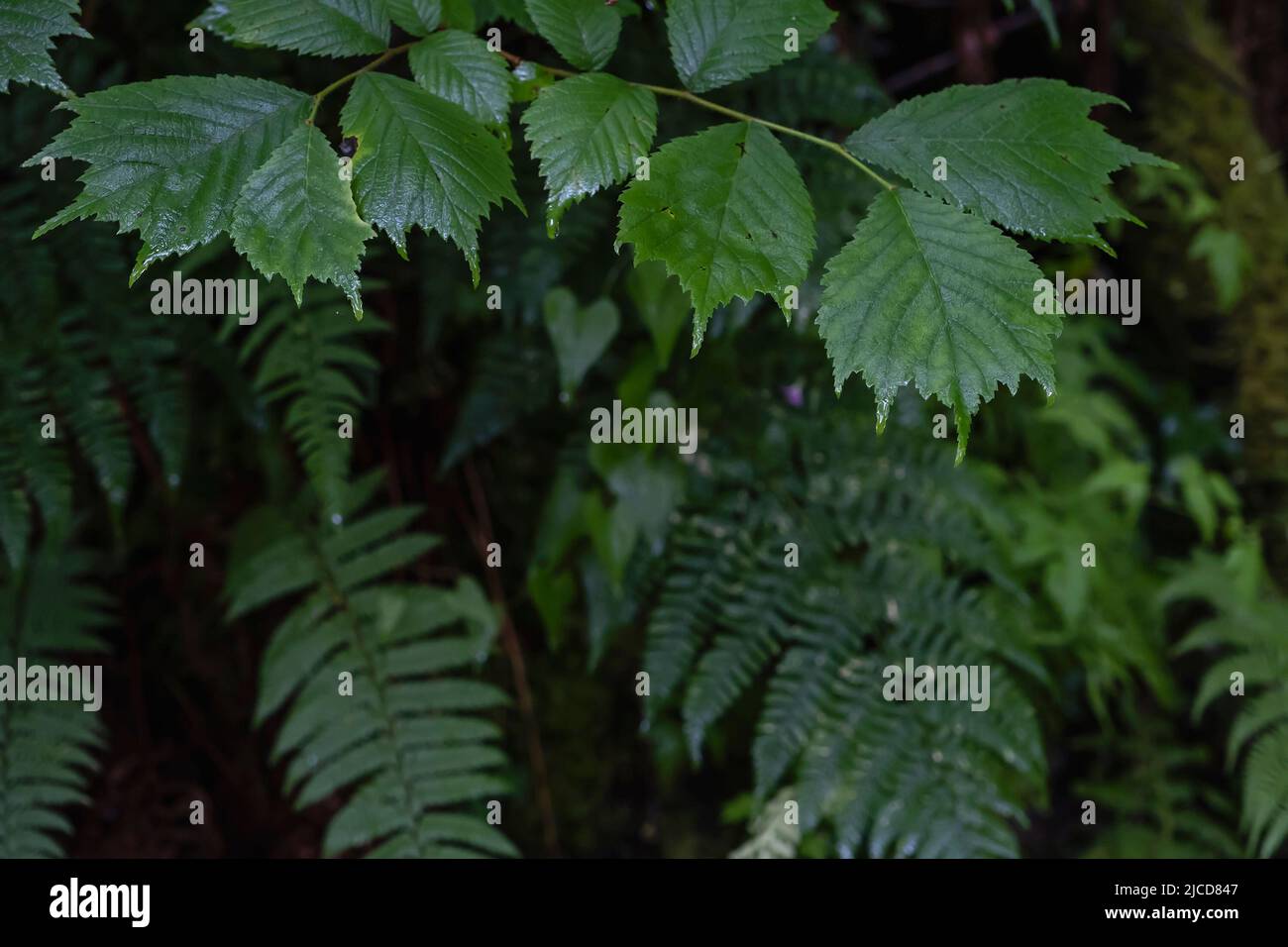 Wych elm (Ulmus glabra) green leaves Stock Photo